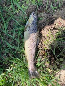 Brown Trout