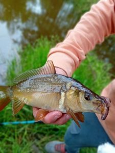 Mirror Carp