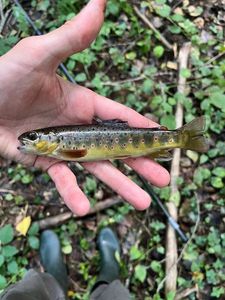 Brown Trout