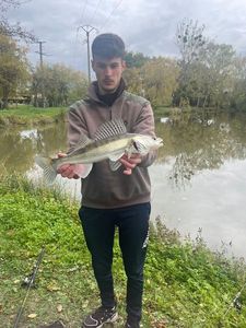 Zander