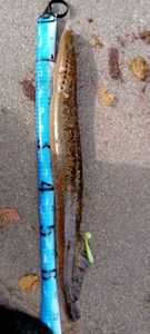 European brook lamprey