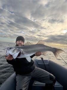European Bass (Seabass)