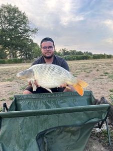 Common Carp