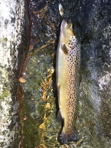 Brown Trout