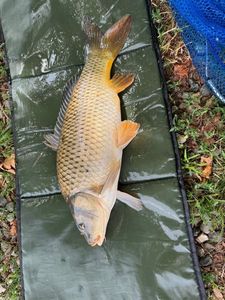 Common Carp