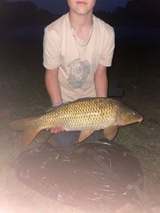 Common Carp