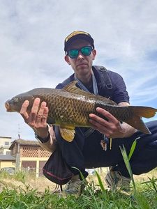 Common Carp