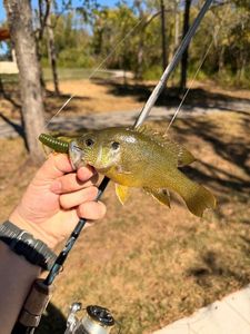 Green Sunfish