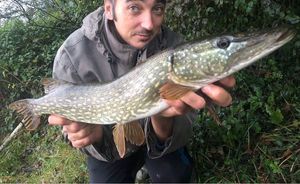 Northern Pike