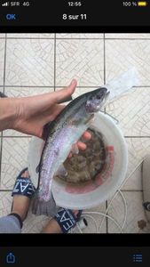 Rainbow Trout
