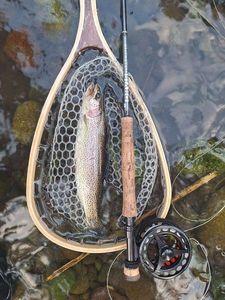 Rainbow Trout