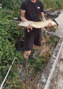 Northern Pike