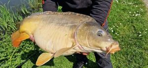 Mirror Carp