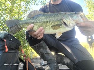 Largemouth Bass