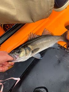 European Bass (Seabass)