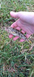 Round Goby