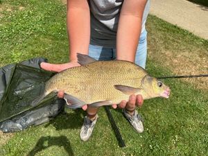 Common Bream