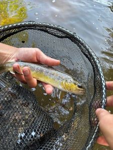 Brown Trout