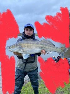 Zander