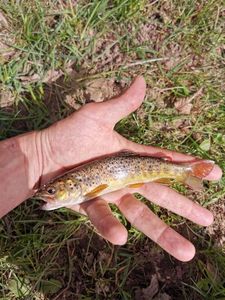 Brown Trout
