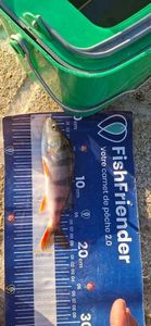 European Perch