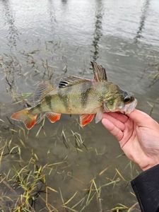 European Perch