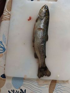 Rainbow Trout