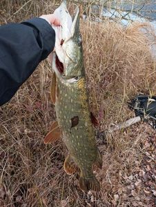 Northern Pike
