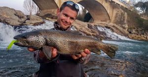 Brown Trout