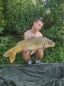 Common Carp