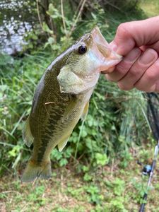 Largemouth Bass