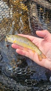 Brown Trout