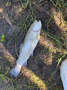 Lake Trout