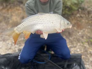 Common Carp