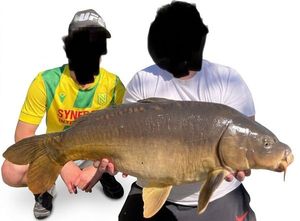 Mirror Carp