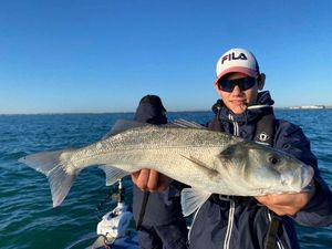European Bass (Seabass)