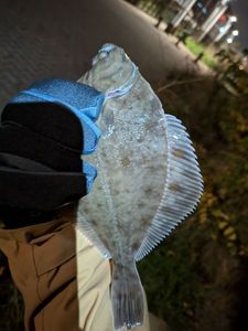 European Flounder