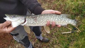 Northern Pike