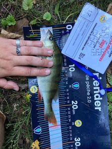 European Perch