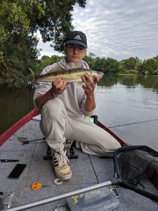 Zander
