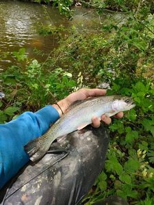 Rainbow Trout