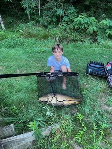 Mirror Carp