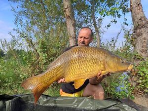 Common Carp