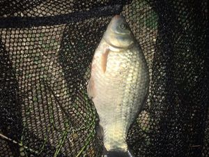 Crucian Carp