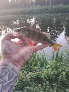 European Perch