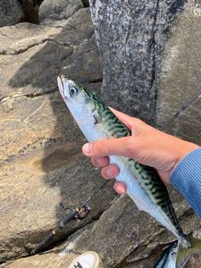 Mackerel