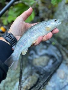 Brown Trout