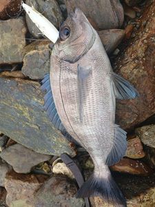 Black Seabream