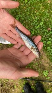 Gudgeon
