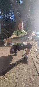 Zander